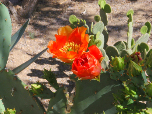 Prickly Pear Flower